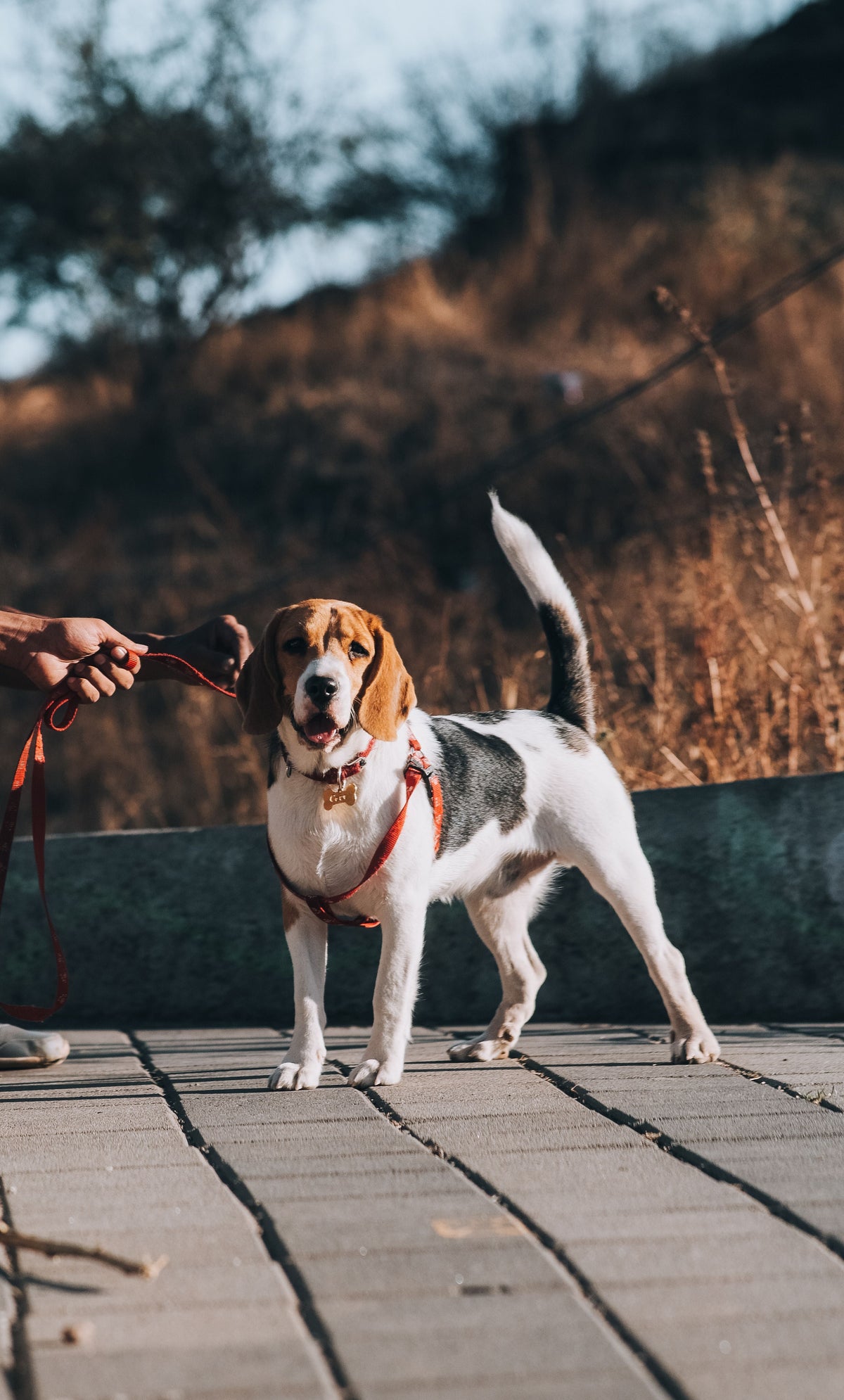 Pet Products
